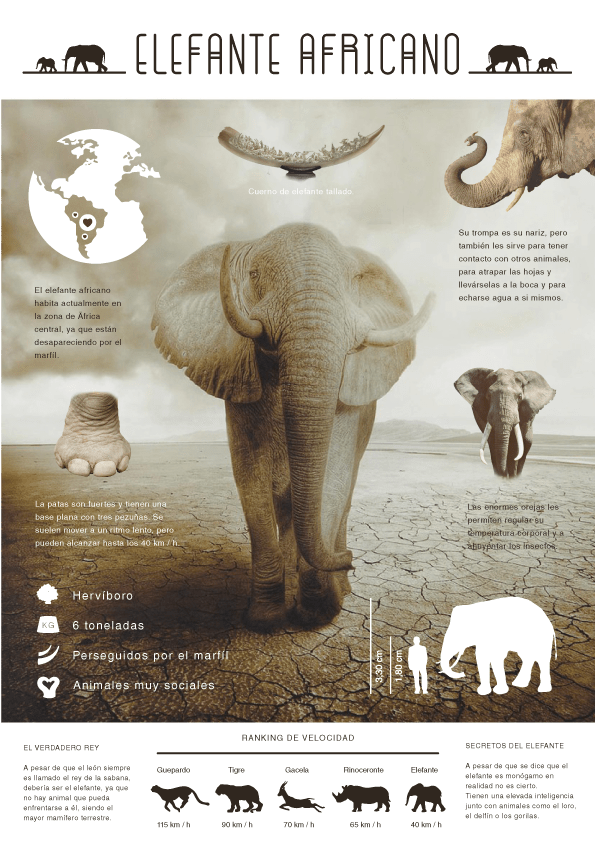 INFO-ELEFANTE